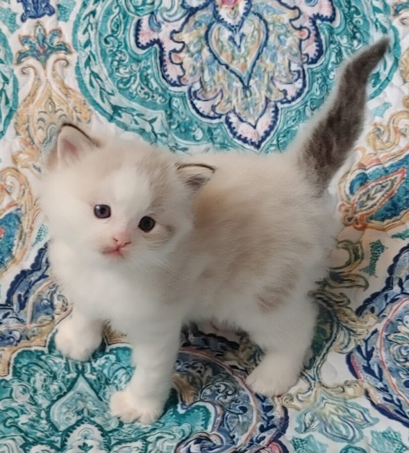 Ragdoll Photo Gallery Ragdolls in FL | Compass Ragdolls